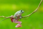 Dumpy Frogs, Dumpy Tree Frogs On Twigs Stock Photo