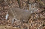 Photo Of A Deer With A Tongue Stock Photo