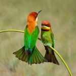 Chestnut-headed Bee-eater Stock Photo