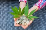 Hands Holding Euro Coins And Hemp Leaves Stock Photo