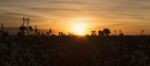 Cotton Field In Oakey, Queensland Stock Photo