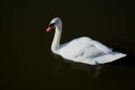 Mute Swan (cygnus Olor) On Oulton Broad Stock Photo