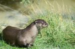 Eurasian Otter (lutra Lutra) Stock Photo