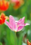 Tulip Stock Photo