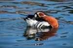 Red-breasted Goose (branta Ruficollis) Preening On Open Water Stock Photo