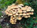 Sulphur Tuft Fungus (hypholoma Fasciculare) Stock Photo