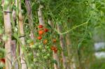 Plantation Of Tomatoes In The Organic Garden Stock Photo