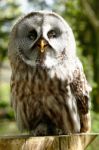 Tawny Owl Stock Photo