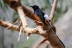 Fuengirola, Andalucia/spain - July 4 : White-rumped Shama (copsy Stock Photo