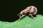 Macro Otiorhynchus Scaber Or Weevil Stock Photo