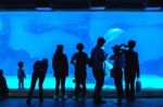 Zhuhai, Guangdong, China- Nov 9, 2017 : Tourist Looking At Fish In Huge Aquarium At The Zhuhai Chimelong Ocean Kingdom Park In Zhuhai, China Stock Photo