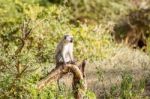 Chlorocebus Pygerythrus, Vervet Monkey In Serengeti National Par Stock Photo