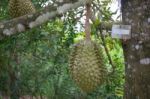 Durian Stock Photo