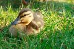 Cute Duckling Stock Photo