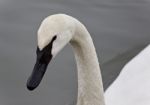 Isolated Image Of A Trumpeter Swan Swimming Stock Photo