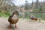 Female Mallards Stock Photo