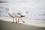 Seagulls On The Beach Stock Photo