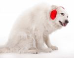 White Aski Severe Covering Ears Stock Photo