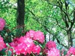 Rhododendron-flowers,in Park Stock Photo