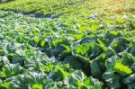 Lettuce With The Sunlight In The Morning Stock Photo