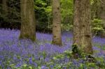 Bluebells In Staffhurst Woods Near Oxted Surrey Stock Photo