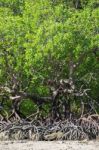 Mangrove Forest Stock Photo