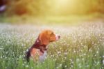 Beagle Dog In The Wild Flower Field Stock Photo