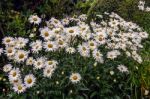 A Group Of Oxeye Daisies (leucanthemum Vulgare) Stock Photo