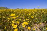 Hill Of Yellow Marigold Flowers Stock Photo