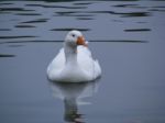 Goose On The Lake Stock Photo