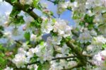 Apple Tree Stock Photo