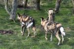 African Wild Dog (lycaon Pictus) Stock Photo