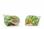 Sea Shell On White Background Stock Photo