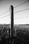 Rusted Sharp Timber And Metal Barb Wire Fence Stock Photo