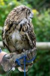 Eurasian Eagle-owl (bubo Bubo) Stock Photo