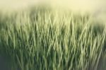 Beautiful Grass Stock Photo