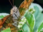 Portrait Of A Butterfly Stock Photo