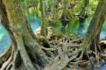 Mangrove Forests Stock Photo