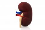 Kidney Stock Photo