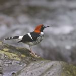 Male Chestnut-naped Forktail Stock Photo