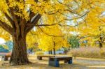 Autumn In Gyeongbokgung Palace,south Korea Stock Photo