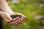 Hands Holding Seedleng Stock Photo