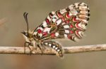 Spanish Festoon Butterfly (zerynthia Rumina) Stock Photo