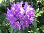 Flowers Rhododendron Stock Photo