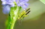 Mating Locust (oxya Japonica) Stock Photo