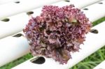 Purple Lettuce Growing In Farm Stock Photo