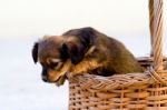 Domestic Dog Jumps Out Of Basket Stock Photo