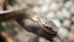 Dangerous Snake On Hte Branch Stock Photo