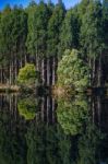 Forest In Tasmania Countryside Stock Photo