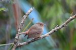 Female Slaty-blue Flycatcher Stock Photo